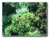 Fiji-Snorkeling-Underwater-Pictures-Amunuca-Resort-281