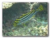 Fiji-Snorkeling-Underwater-Pictures-Amunuca-Resort-283