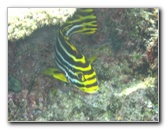 Fiji-Snorkeling-Underwater-Pictures-Amunuca-Resort-285