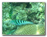Fiji-Snorkeling-Underwater-Pictures-Amunuca-Resort-287