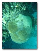 Fiji-Snorkeling-Underwater-Pictures-Amunuca-Resort-288