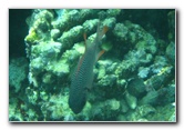 Fiji-Snorkeling-Underwater-Pictures-Amunuca-Resort-289