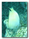 Fiji-Snorkeling-Underwater-Pictures-Amunuca-Resort-291