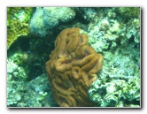 Fiji-Snorkeling-Underwater-Pictures-Amunuca-Resort-295
