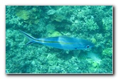Fiji-Snorkeling-Underwater-Pictures-Amunuca-Resort-297