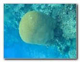 Fiji-Snorkeling-Underwater-Pictures-Amunuca-Resort-300