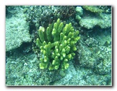 Fiji-Snorkeling-Underwater-Pictures-Amunuca-Resort-301