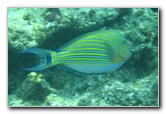 Fiji-Snorkeling-Underwater-Pictures-Amunuca-Resort-302