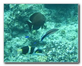 Fiji-Snorkeling-Underwater-Pictures-Amunuca-Resort-305