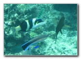 Fiji-Snorkeling-Underwater-Pictures-Amunuca-Resort-306