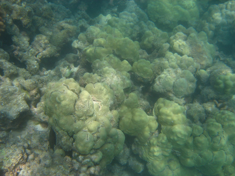 Anaehoomalu-Beach-Snorkeling-Kohala-Coast-Kona-Big-Island-Hawaii-030