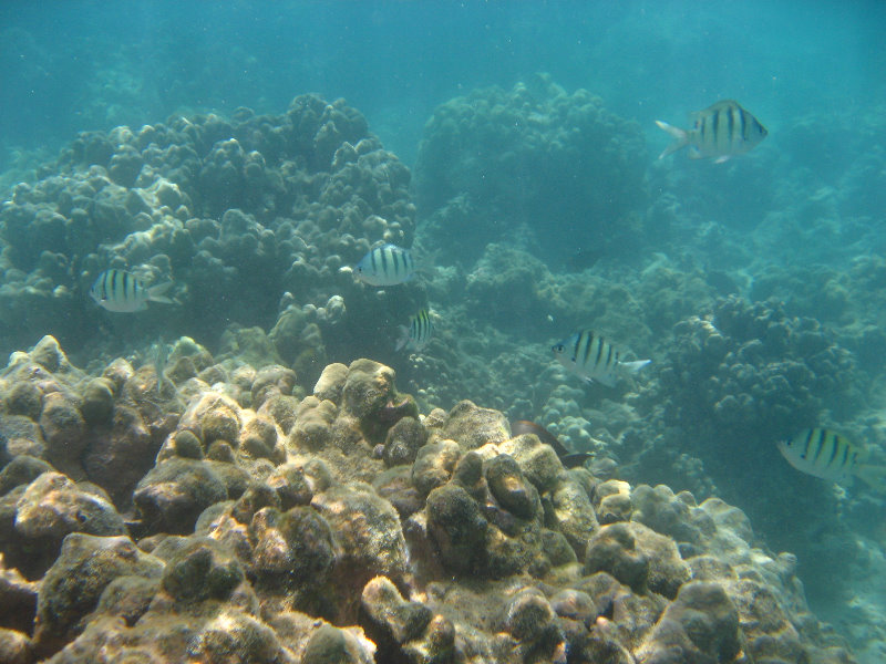 Anaehoomalu-Beach-Snorkeling-Kohala-Coast-Kona-Big-Island-Hawaii-068
