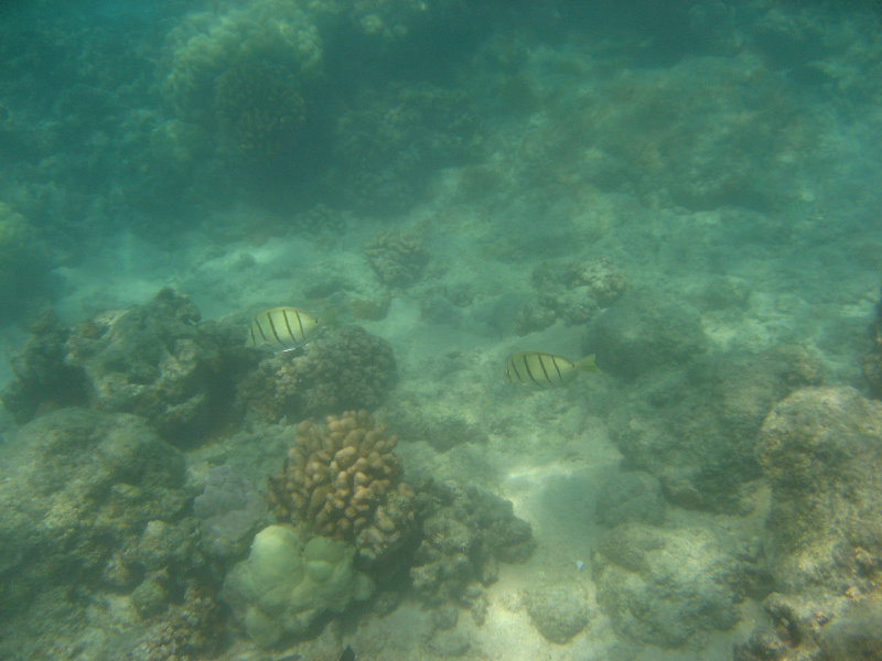 Anaehoomalu-Beach-Snorkeling-Kohala-Coast-Kona-Big-Island-Hawaii-077