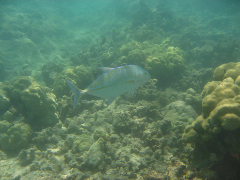 Anaehoomalu-Beach-Snorkeling-Kohala-Coast-Kona-Big-Island-Hawaii-099