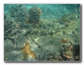 Anaehoomalu-Beach-Snorkeling-Kohala-Coast-Kona-Big-Island-Hawaii-064