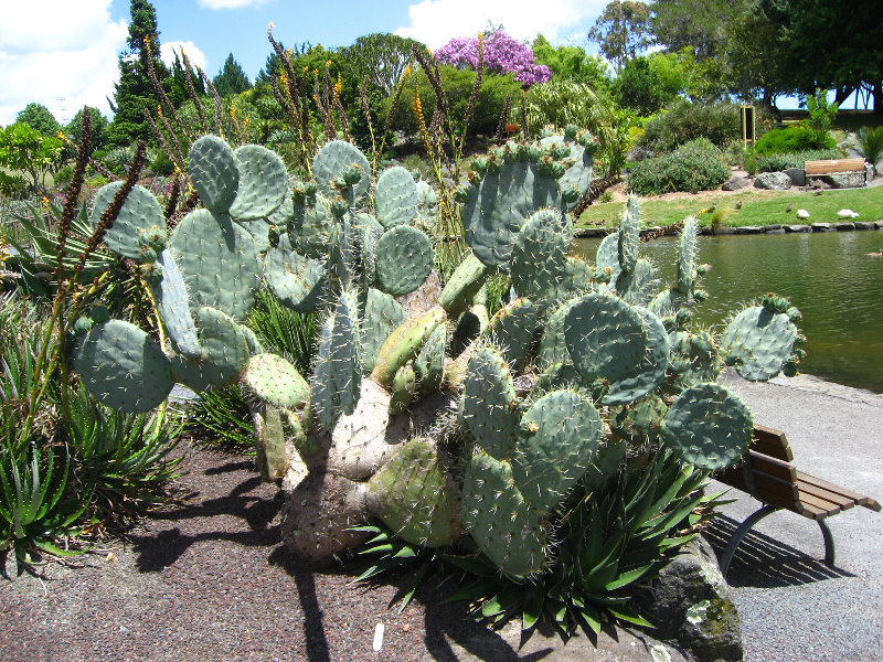 Auckland-Botanic-Gardens-Manukau-North-Island-New-Zealand-109
