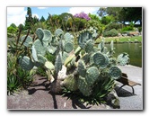 Auckland-Botanic-Gardens-Manukau-North-Island-New-Zealand-109