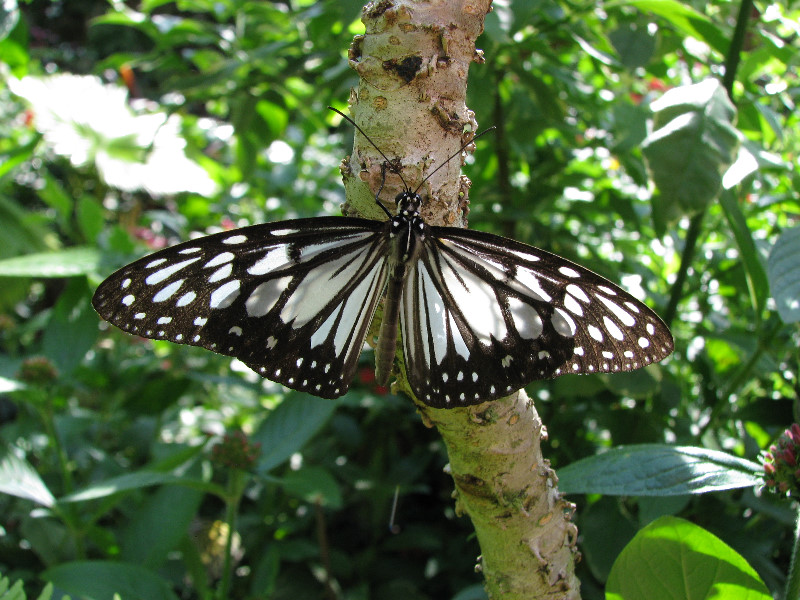 Butterfly-Rainforest-FLMNH-UF-Gainesville-FL-025