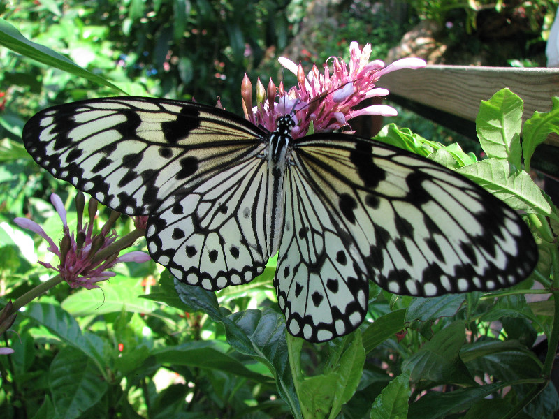 Butterfly-Rainforest-FLMNH-UF-Gainesville-FL-038