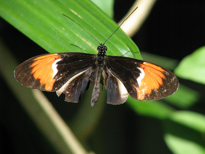 Butterfly-Rainforest-FLMNH-UF-Gainesville-FL-045