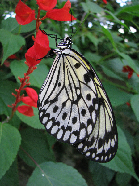 Butterfly-Rainforest-FLMNH-UF-Gainesville-FL-050