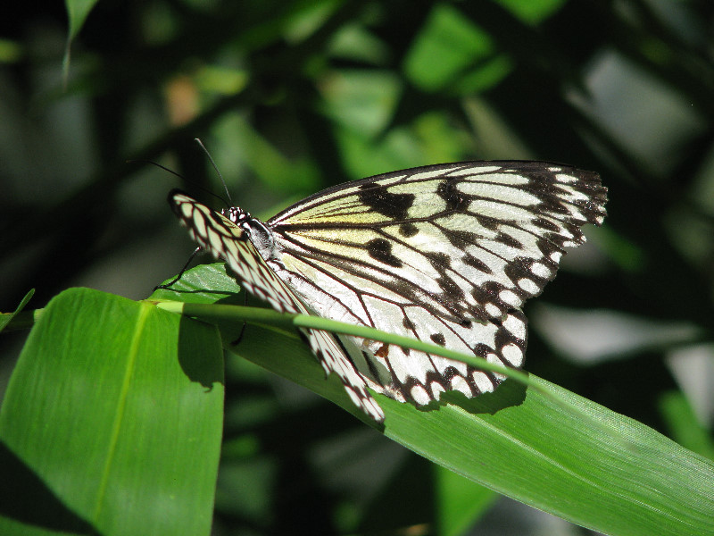 Butterfly-Rainforest-FLMNH-UF-Gainesville-FL-052