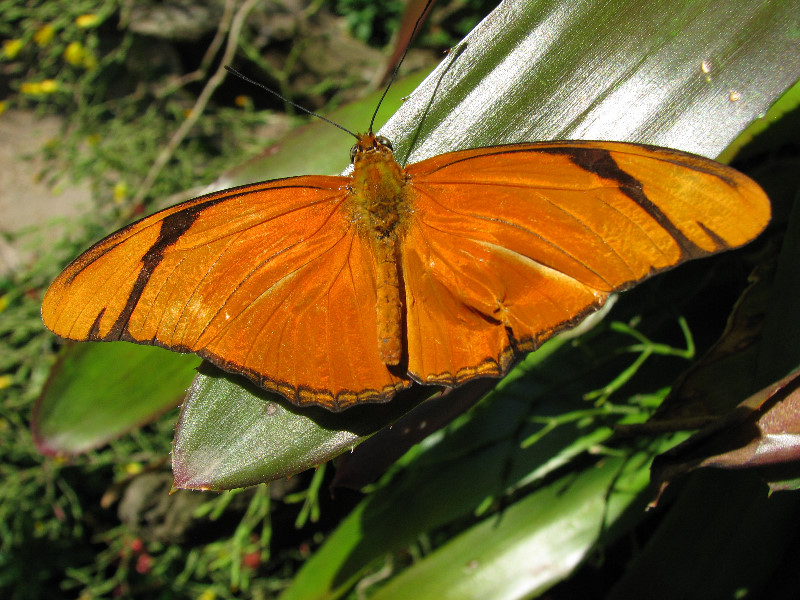 Butterfly-Rainforest-FLMNH-UF-Gainesville-FL-059