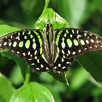 Butterfly Rainforest - Gainesville, FL