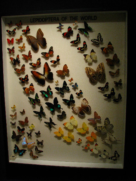 Butterfly-World-Coconut-Creek-FL-188