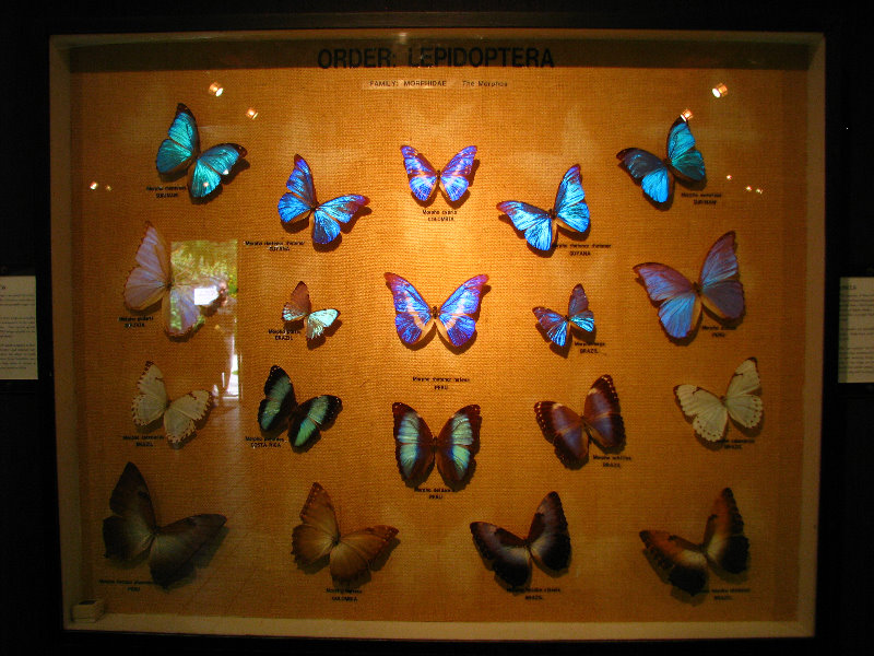 Butterfly-World-Coconut-Creek-FL-191