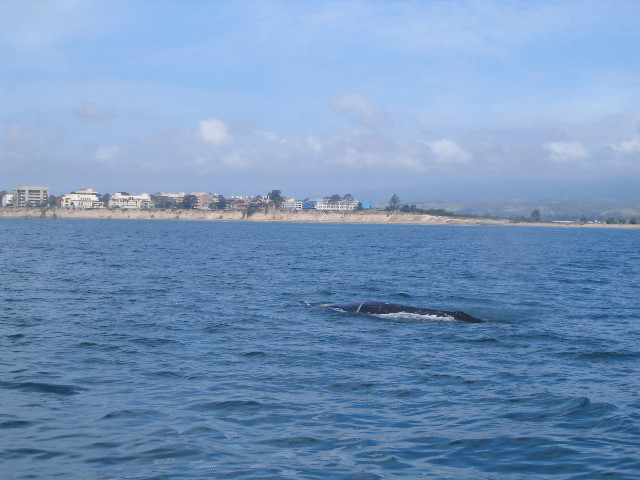 Santa-Barbara-Whale-Watching-72