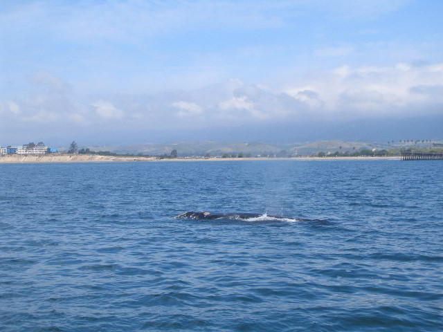 Santa-Barbara-Whale-Watching-80