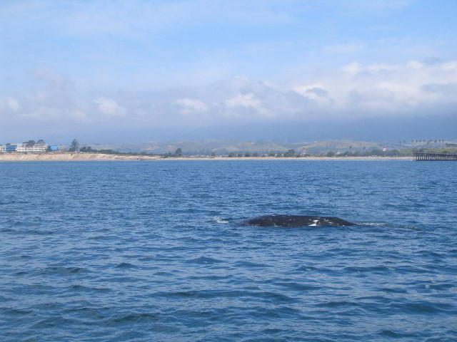 Santa-Barbara-Whale-Watching-82