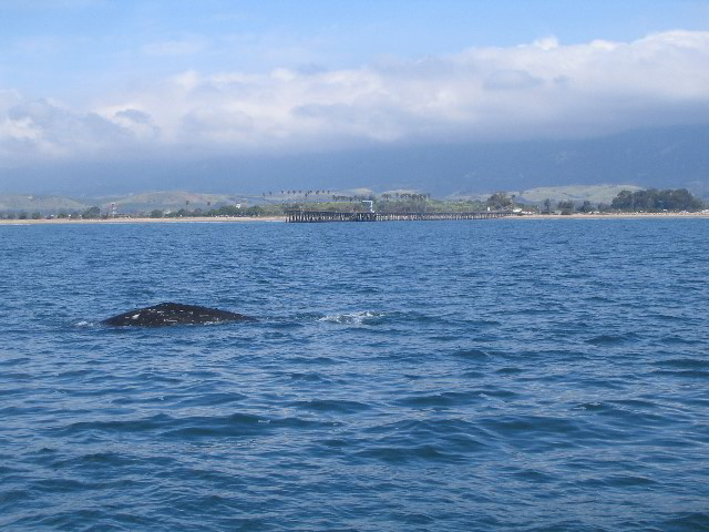 Santa-Barbara-Whale-Watching-84