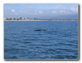 Santa-Barbara-Whale-Watching-74