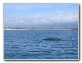 Santa-Barbara-Whale-Watching-82