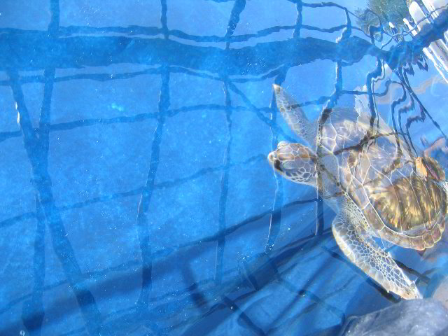 Interactive-Aquarium-La-Isla-Cancun-16