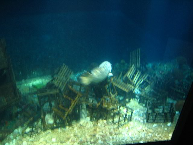 Interactive-Aquarium-La-Isla-Cancun-33