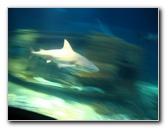 Interactive-Aquarium-La-Isla-Cancun-37