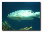 Interactive-Aquarium-La-Isla-Cancun-45