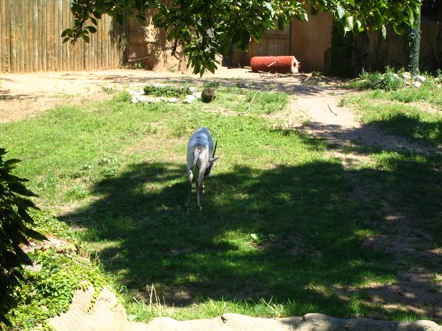 Lincoln-Park-Zoo-Chicago-021