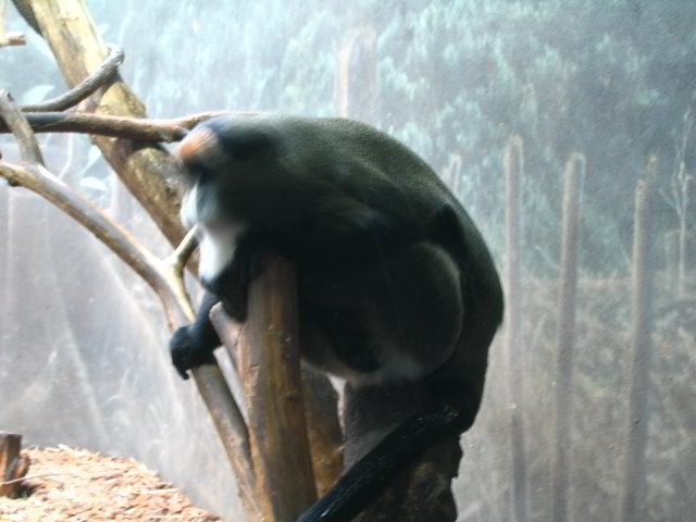 Lincoln-Park-Zoo-Chicago-031