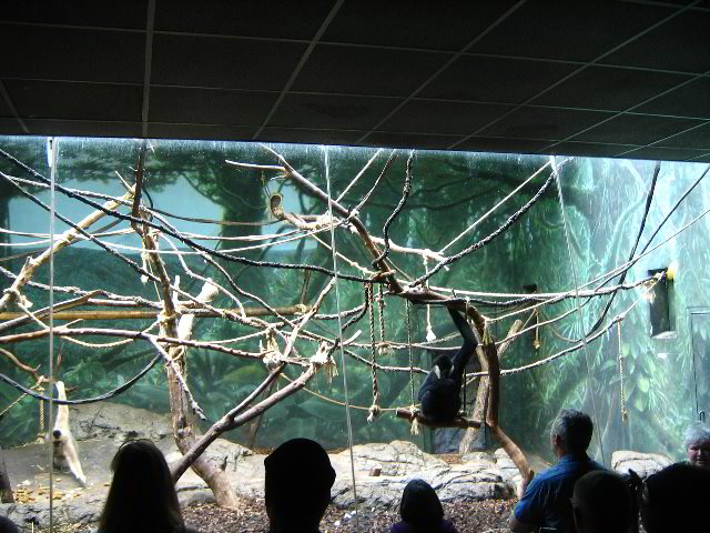 Lincoln-Park-Zoo-Chicago-033