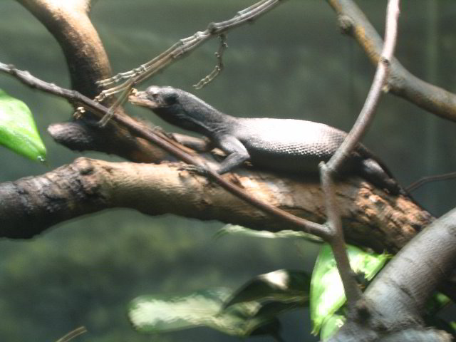 Lincoln-Park-Zoo-Chicago-038