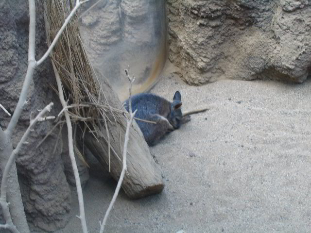 Lincoln-Park-Zoo-Chicago-053