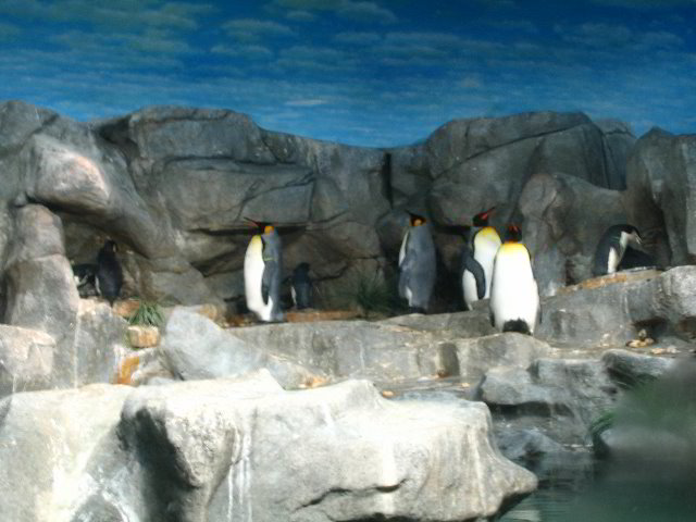 Lincoln-Park-Zoo-Chicago-058