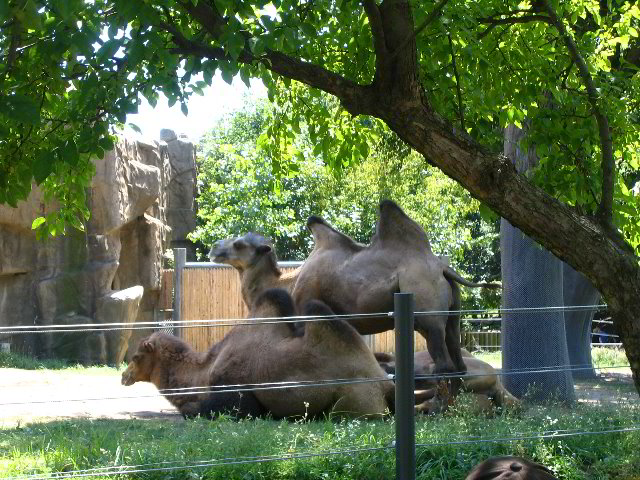 Lincoln-Park-Zoo-Chicago-061