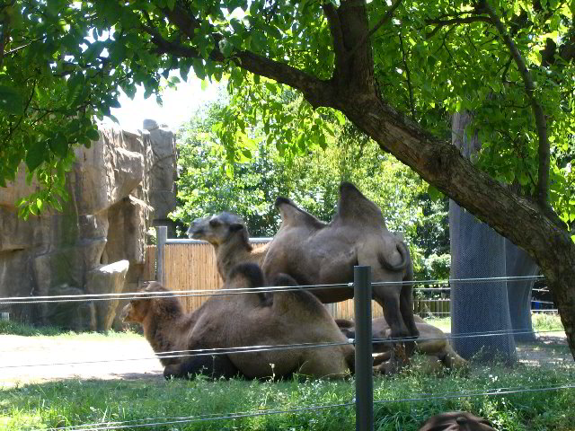 Lincoln-Park-Zoo-Chicago-062