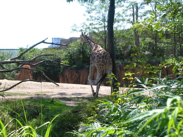 Lincoln-Park-Zoo-Chicago-067