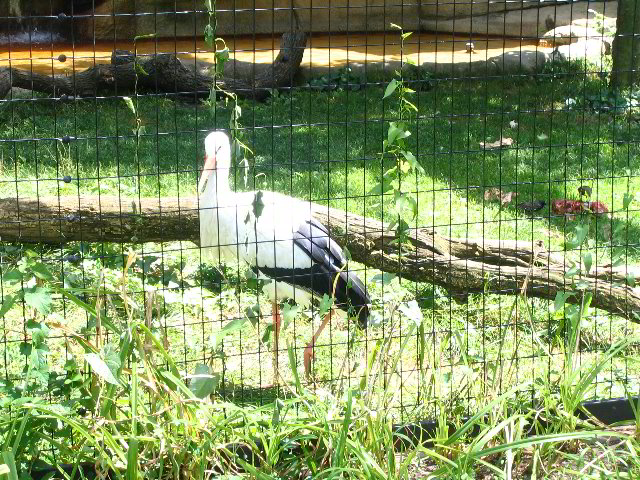 Lincoln-Park-Zoo-Chicago-078